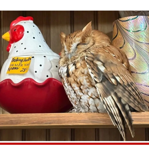 Kay Ros - Picture 5 of 5